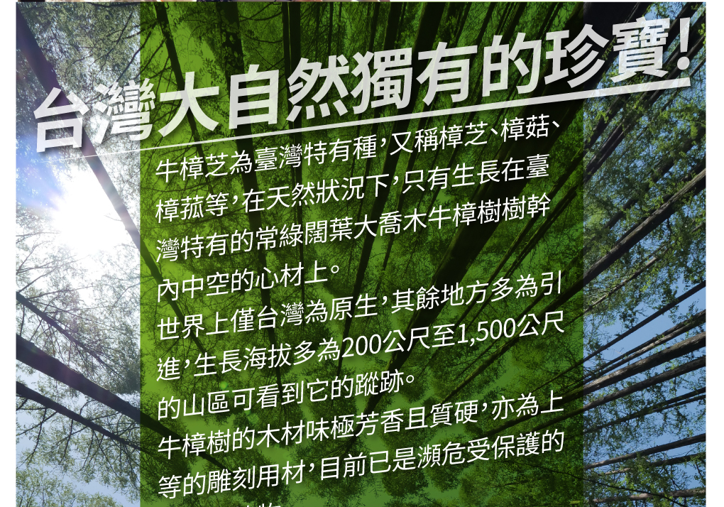 我愛簡單購 IEasyShopping 【歐萃OTREE】增益康牛樟芝菌絲體膠囊(買10送3)